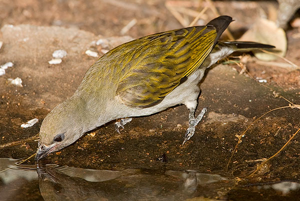Lesser Honeyguide